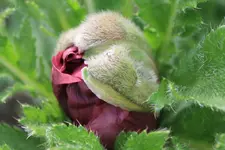 Papaver 'Patty's Plum' (2).webp