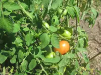 tomato 2024.webp