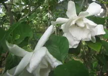 gardenia.webp