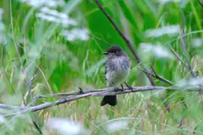 eastern_phoebe_DSCF7228_052224.webp