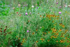 prairie_DSCF7277_052224.webp