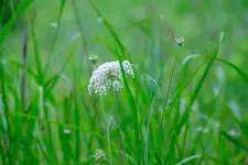 wild_carrot_DSCF7224_052224.webp