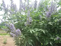 texas lilac 2.webp