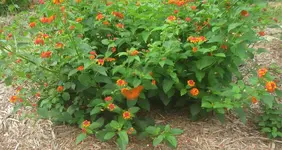 lantana.webp