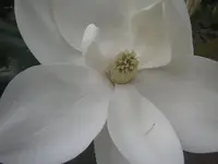 magnolia.webp