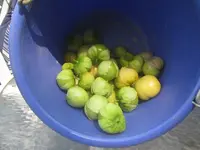 tomatillos.webp