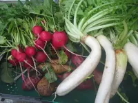 Daikon radish.webp