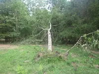 storm tree.webp