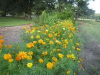 marigolds into lantana.webp