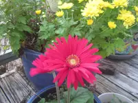 gerber daisy.webp