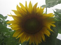 sunflower 1.JPG