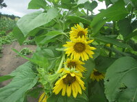 sunflowers 3.JPG