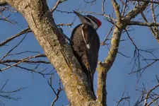 piliated_woodpecker_1a_032722.webp