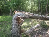 twisted tree.webp