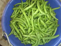 green beans 2024.webp