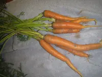 carrots yum yum.webp