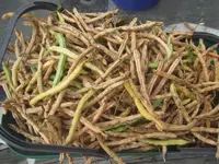 green beans matured.webp