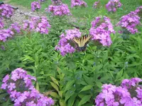 Tiger Swallowtail (Papilio glaucus).JPG