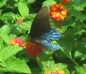 pipevine butterfly.webp