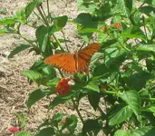 great spangled fritillary butterfly (Speyeria cybele)..JPG