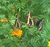 giant swallowtails 3.JPG