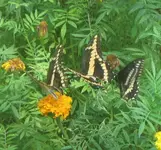 giant swallowtails 3.webp