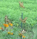 giant swallowtails 4.webp