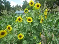 sunflower 6.webp