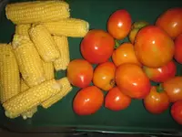 corn last of first.JPG