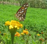 Great Spangled Fritillary (Speyeria cybele).webp