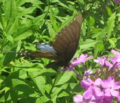 black swallowtail.JPG