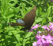 black swallowtail.webp