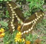 giant swallowtail feeding.webp