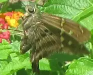 small immature swallowtail.webp