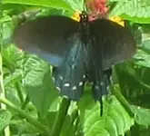 spicebush swallowtail 2.JPG