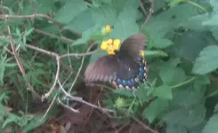 spicebush swallowtail 2.JPG