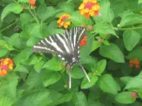 zebra swallowtail.JPG