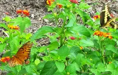 gulf frit and giant swallowtail.JPG