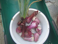 red onions late.JPG