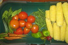 corn, green beans, peppers, tomatoes, carrots, and okra.JPG