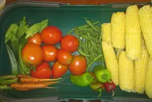 corn, green beans, peppers, tomatoes, carrots, and okra.JPG