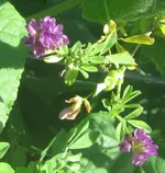 alfalfa and cucumber.webp