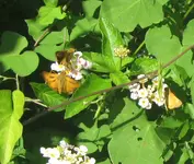 Fiery Skipper 3.webp