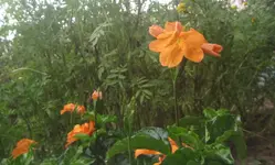 crossandra.webp