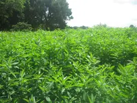 sunn hemp at one month.webp