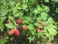 blackberries 2.webp