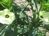 okra 2.webp