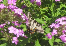 tiger swallowtrail on phlox .webp