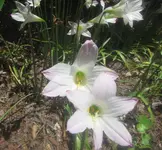 Rain lilies (zephyranthes).webp