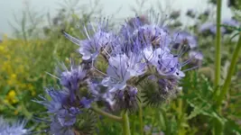 Phacelia tanacetifolia.webp